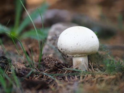 Découvrez les bienfaits des champignons adaptogènes bio
